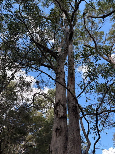 Eucalyptus acmenoides observed 2026-07-31