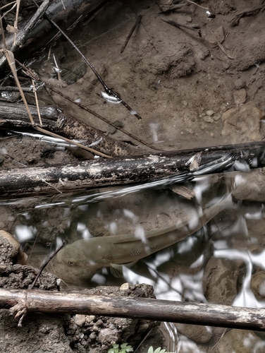 Small Snakehead