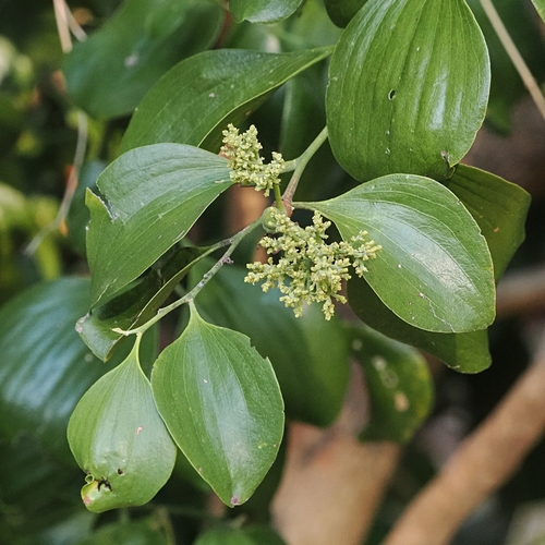 Broad Leaved Native Cherry