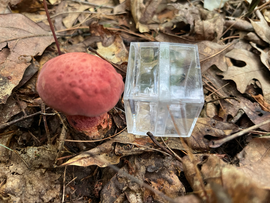 Bouillon Bolete · July 2026 · photo: Photo: (c) Joshua Huber, some rights reserved (CC BY-SA) · iNaturalist
