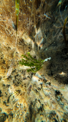 Halimeda incrassata observed 2026-07-30