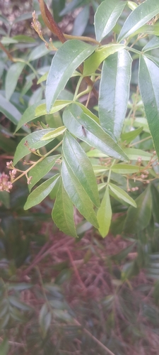 wonga vine