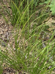 Carex pensylvanica