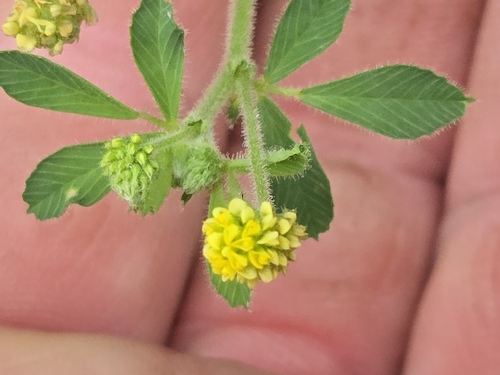 Black Medick
