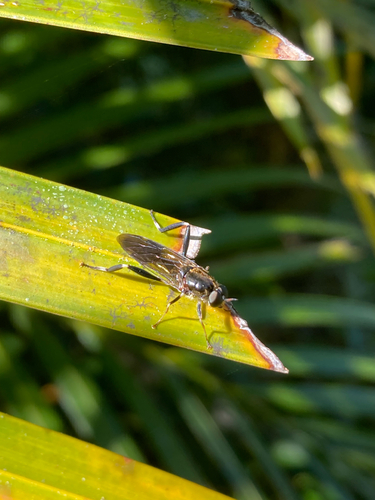 Garden soldier fly