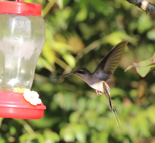 Straight-billed Hermit (major)