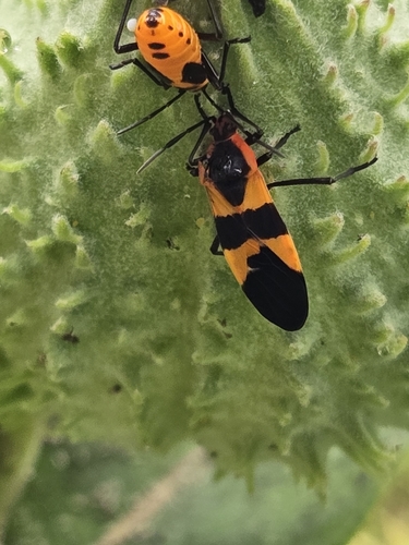 Large Milkweed Bug