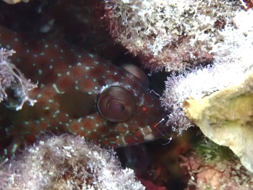Epinephelus hexagonatus observed 2026-07-29