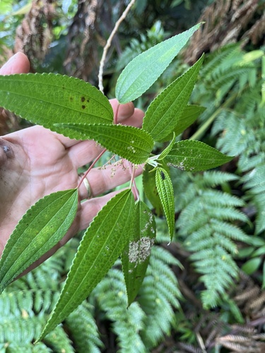 Leucosyke corymbulosa observed 2026-07-25