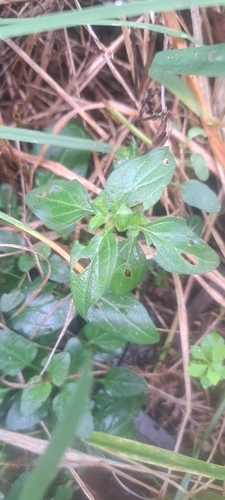 common selfheal