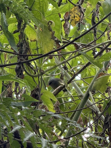 Lophozosterops javanicus observed 2026-07-30