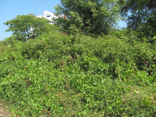 Vitis rupestris, photograph 2
