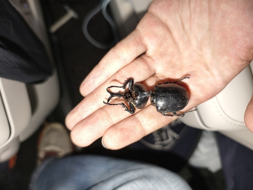 Allomyrina davidis