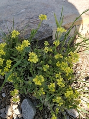 Brassicaceae