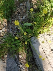 Brassicaceae