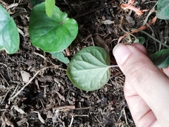 Geophila