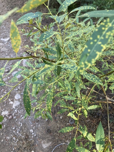 iNaturalist observation photo of rust fungi