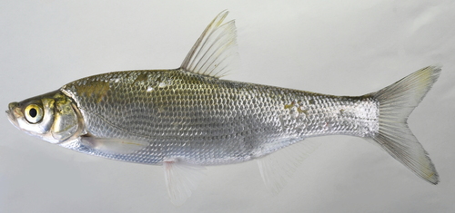 Wataka (Ischikauia steenackeri) — Cyprinidae — 2