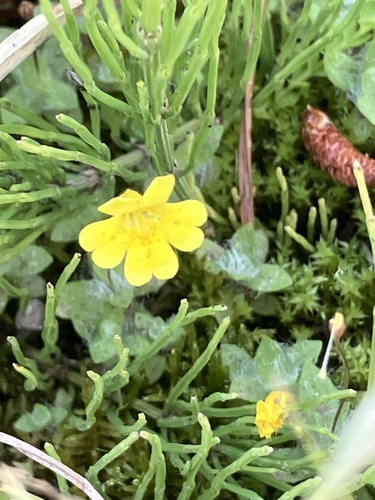 iNaturalist observation photo of primrose monkeyflower