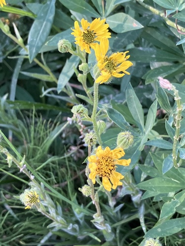 iNaturalist observation photo of Bolander's madia