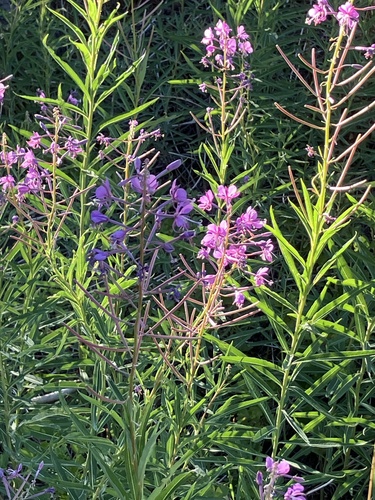 iNaturalist observation photo of fireweed
