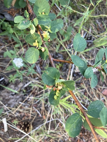 iNaturalist observation photo of Insects