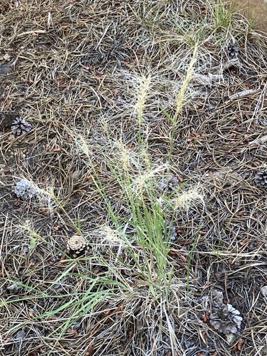 iNaturalist observation photo of Squirreltail
