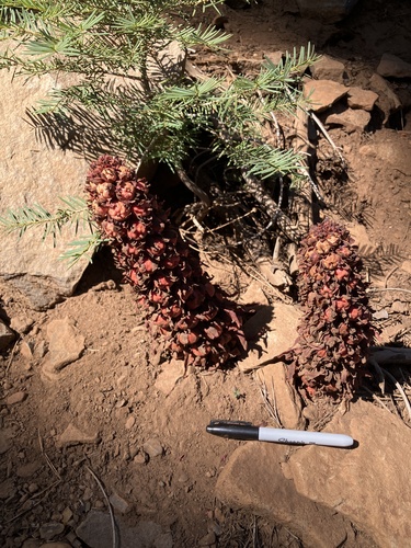 iNaturalist observation photo of Snowplant