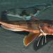 Chelidonichthys - Photo (c) Biopix, some rights reserved (CC BY-NC)