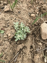 Psilocarphus brevissimus