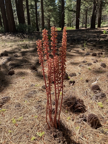 iNaturalist observation photo of woodland pinedrops
