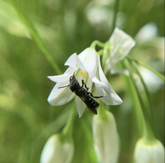 Protosmia rubifloris