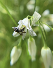 Protosmia rubifloris