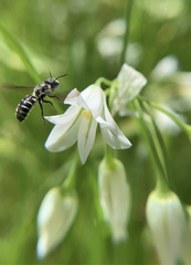 Protosmia rubifloris