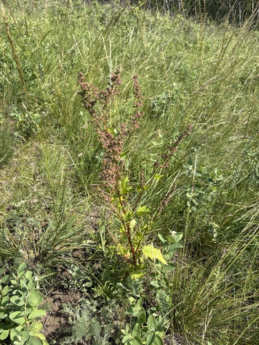 American maple-leaved goosefoot