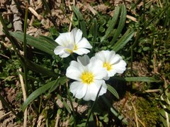Calandrinia affinis