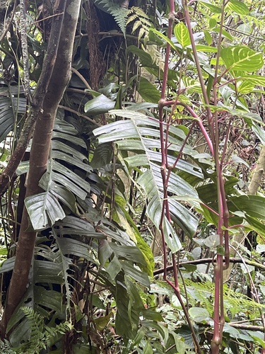 Rhaphidophora korthalsii, photograph 1