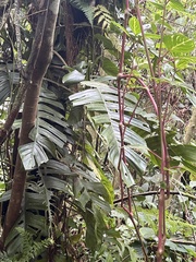 Rhaphidophora korthalsii, photograph author not stated, no rights reserved
