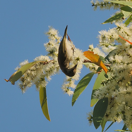 Brown Honeyeater