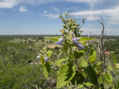 (c) Turner Brockman, some rights reserved (CC BY-SA) Salvia ballotiflora, photograph (c) Turner Brockman, some rights reserved (CC BY-SA)