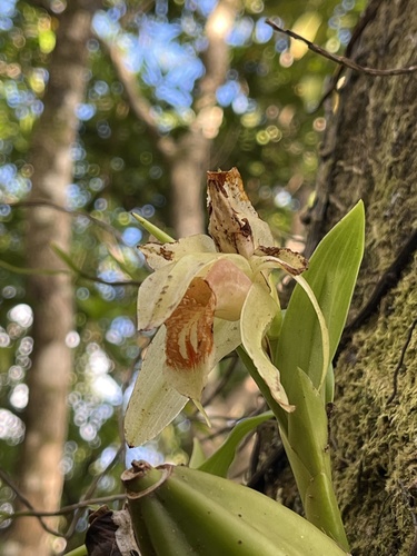 Coelogyne macdonaldii in life