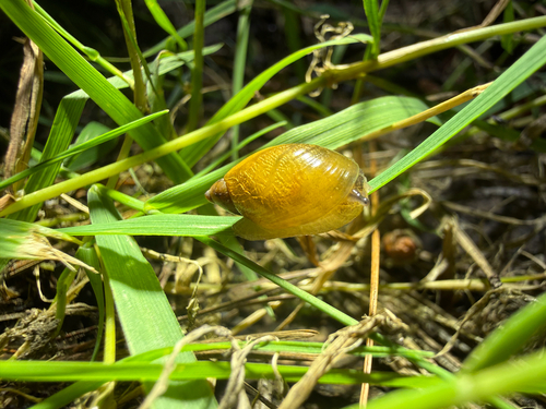 Succineinae