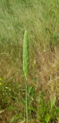 Phalaris caroliniana