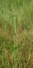 Phalaris caroliniana