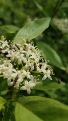 Cornus glabrata