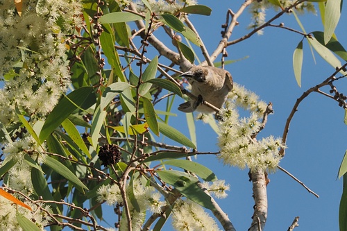Little Friarbird