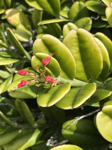 Euphorbia tithymaloides, 2026-02-01