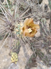 (c) MarvalPhotography19, some rights reserved (CC BY) Cylindropuntia molesta, photograph (c) MarvalPhotography19, some rights reserved (CC BY)
