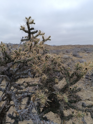 Cylindropuntia molesta, photograph 3