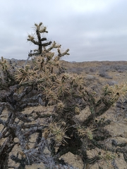 (c) MarvalPhotography19, some rights reserved (CC BY) Cylindropuntia molesta, photograph (c) MarvalPhotography19, some rights reserved (CC BY)